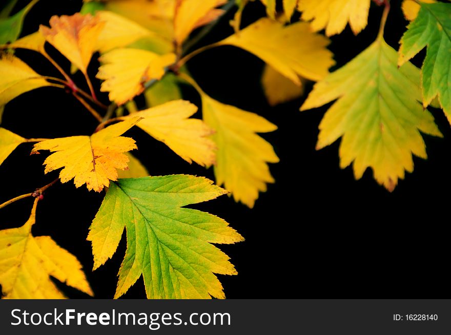Dry autumn yellow leaves isolated on black background. Dry autumn yellow leaves isolated on black background