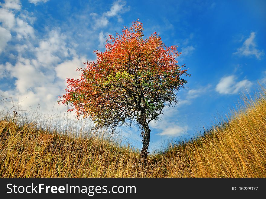 Lone tree in the fall time