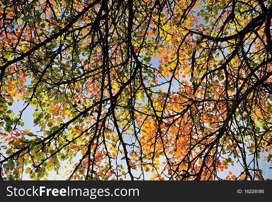 Colorful pear-tree leaves against blue sky. Colorful pear-tree leaves against blue sky