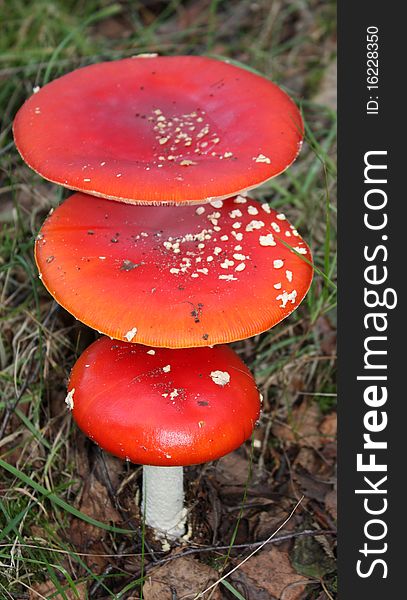 A Collection of Three Fly Agaric Poisonous Mushrooms.