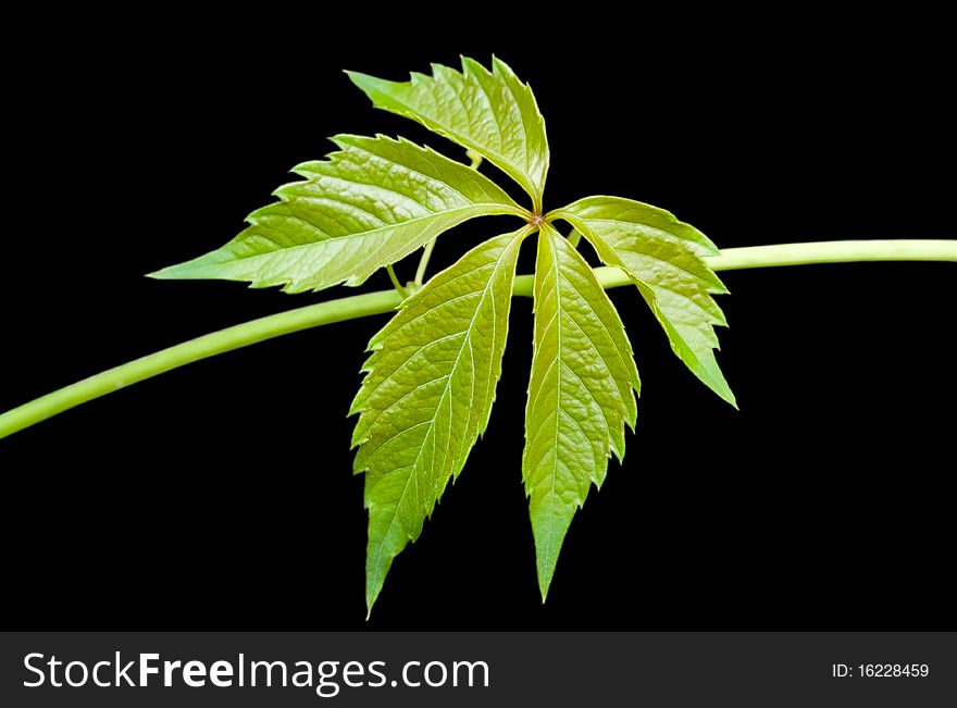 Leaf of decorative grape isolated on a black background