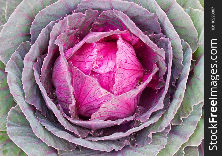 Multicoloured decorative cabbage or kale. Multicoloured decorative cabbage or kale
