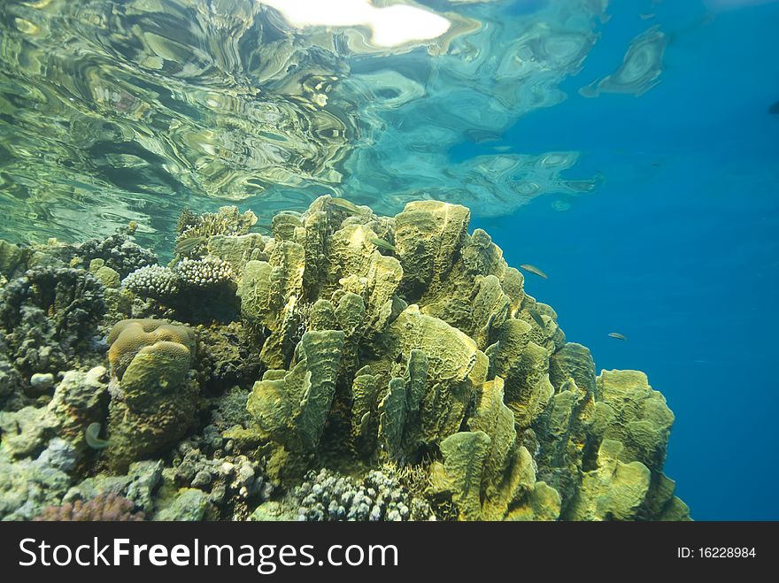 Shallow and colorful tropical coral reef.