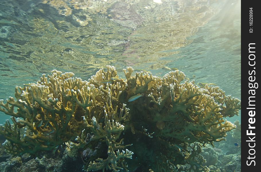 Shallow Tropical Coral Reef, Natural Light.
