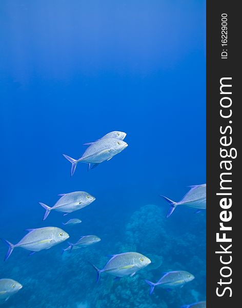 Small school of Bluefin Trevally cruising the reef, selective focus. Abu Tiss, Southern Red Sea, Egypt. Small school of Bluefin Trevally cruising the reef, selective focus. Abu Tiss, Southern Red Sea, Egypt.