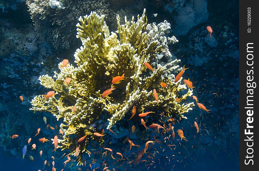 Colorful tropical coral reef buzzing with small fish. Abu Tiss, Southern Red Sea, Egypt.