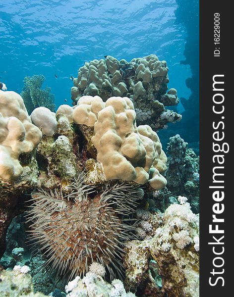 Tropical coral reef with Crown-of-thorns starfish (Acanthaster planci). Gota Edibia, Southern Red Sea, Egypt. Tropical coral reef with Crown-of-thorns starfish (Acanthaster planci). Gota Edibia, Southern Red Sea, Egypt.