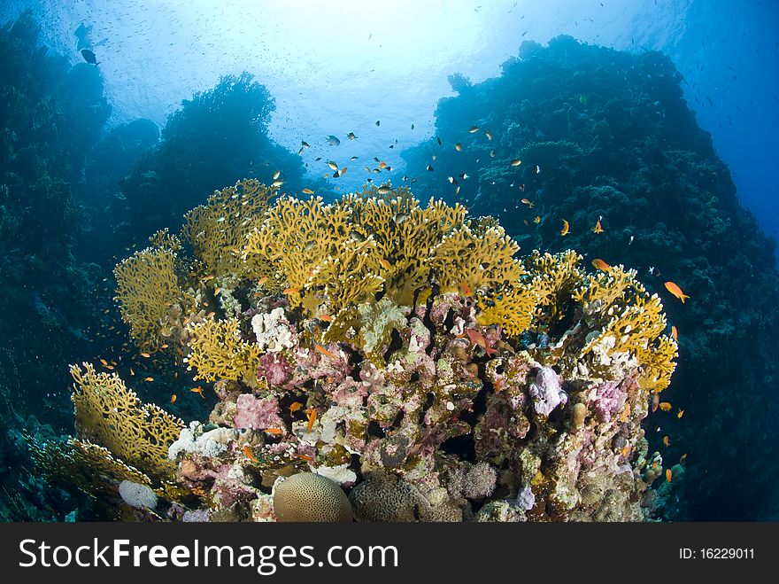 Colorful tropical coral scene in shallow water.