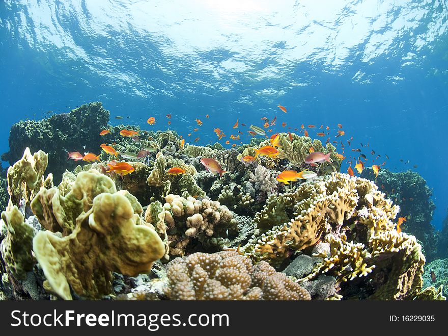 Colorful tropical coral scene in shallow water. Shaab Ohrob, Southern Red Sea, Egypt.