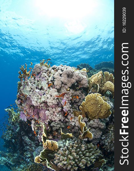 Colorful tropical coral scene in shallow water. Shaab Ohrob, Southern Red Sea, Egypt.