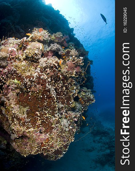 Colorful Tropical Coral Scene In Shallow Water.