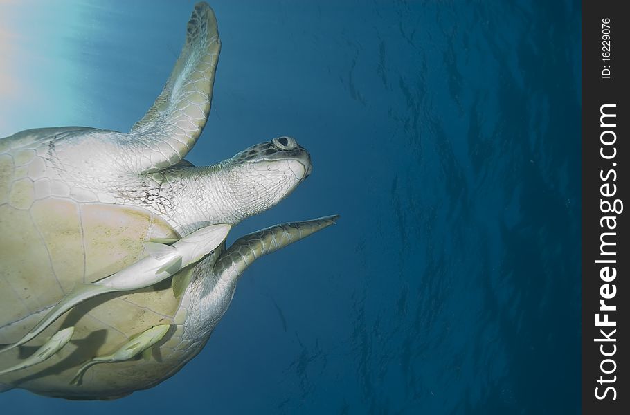 Adult female Green turtle (chelonia mydas), swimming with Striped remora's (echeneis naucrates) attached. Naama Bay, Sharm el Sheikh, Red Sea, Egypt. Adult female Green turtle (chelonia mydas), swimming with Striped remora's (echeneis naucrates) attached. Naama Bay, Sharm el Sheikh, Red Sea, Egypt.