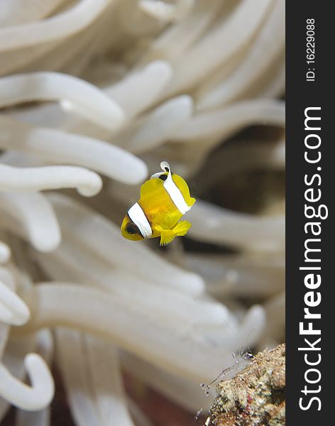 Juvenile clownfish (amphiprion bicinctus)with its Leathery anemone (heteractis crispa). Naama Bay, Sharm el Sheikh, Red Sea, Egypt. Juvenile clownfish (amphiprion bicinctus)with its Leathery anemone (heteractis crispa). Naama Bay, Sharm el Sheikh, Red Sea, Egypt.