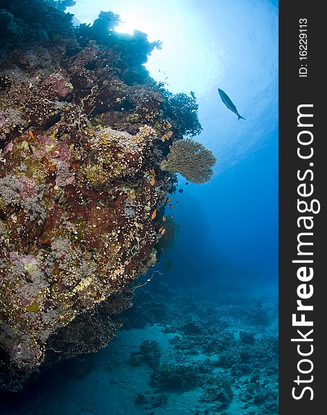 Colorful tropical coral scene in shallow water. Shaab Ohrob, Southern Red Sea, Egypt.