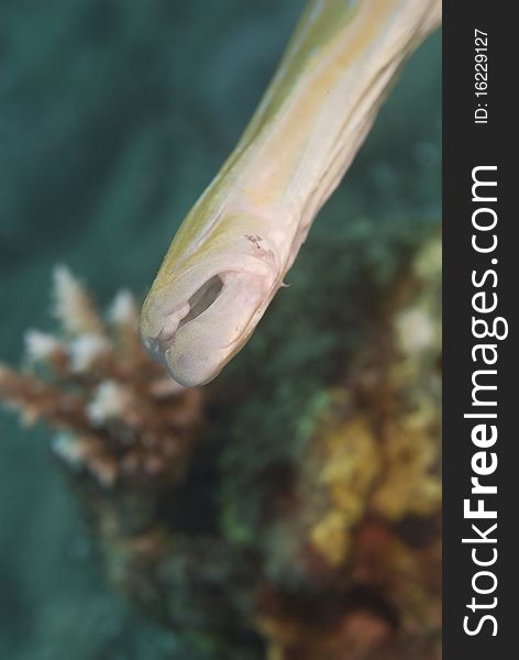 Close-up of a Trumpetfish s mouth.