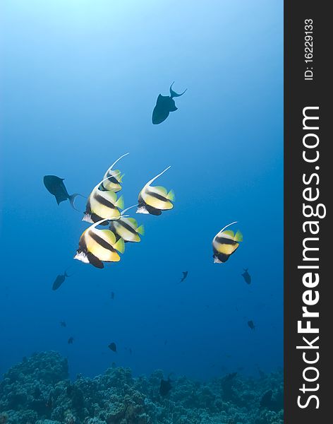 Small school of tropical Red Sea Bannerfish.