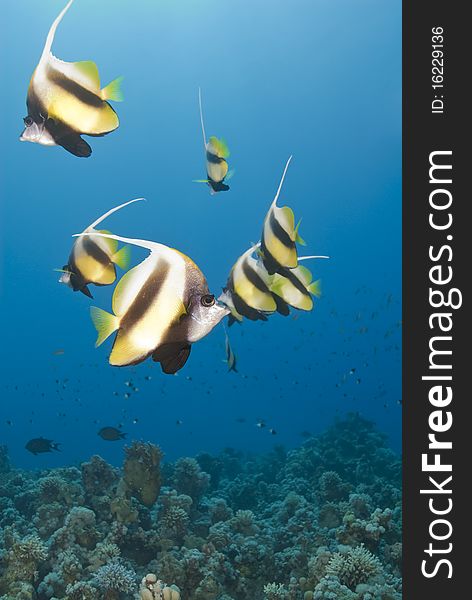 Small school of Red Sea Bannerfish (Heniochus intermedius), focus on foreground. Ras Katy, Sharm el Sheikh, Red Sea, Egypt. Small school of Red Sea Bannerfish (Heniochus intermedius), focus on foreground. Ras Katy, Sharm el Sheikh, Red Sea, Egypt.