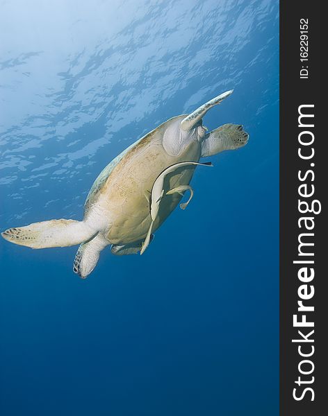 Adult female green turtle swimming.