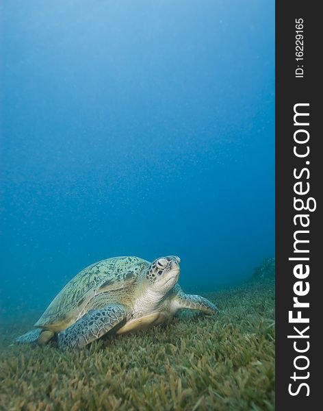 Adult female Green turtle on seagrass.