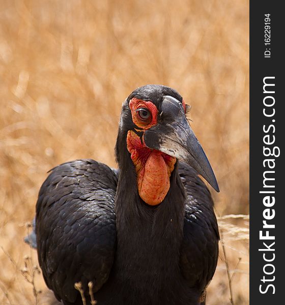 A close-up of the eyes of the Southern Ground-hornbill showing his amazing eye-lashes and pale eyes. A close-up of the eyes of the Southern Ground-hornbill showing his amazing eye-lashes and pale eyes.