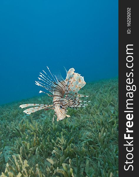 Common Lionfish Hovering Close To The Seabed.