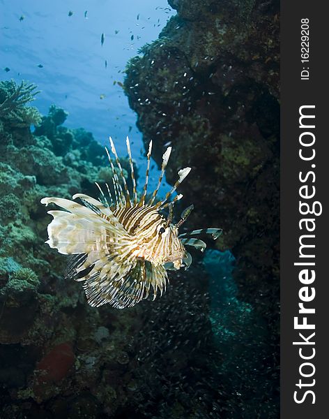 Tropical Common lionfish (Pterois miles). Naama Bay, Sharm el Sheikh, Red Sea, Egypt. Tropical Common lionfish (Pterois miles). Naama Bay, Sharm el Sheikh, Red Sea, Egypt.