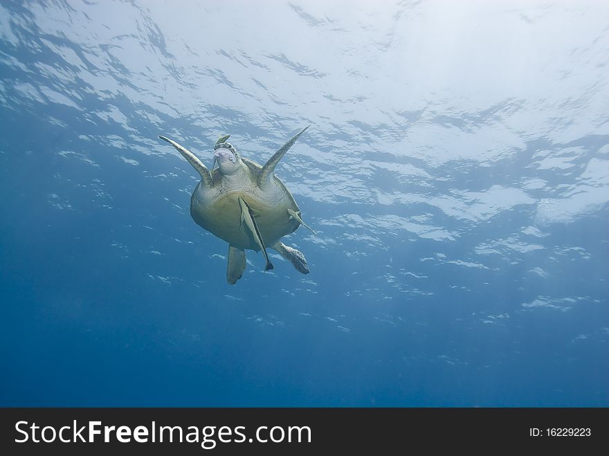 Adult female Green turtle (chelonia mydas) feeding on a Moon jellyfish (aurelia aurita). Naama Bay, Sharm el Sheikh, Red Sea, Egypt. Adult female Green turtle (chelonia mydas) feeding on a Moon jellyfish (aurelia aurita). Naama Bay, Sharm el Sheikh, Red Sea, Egypt.