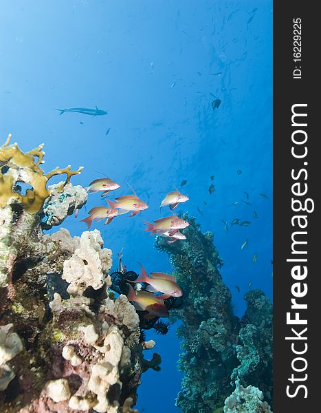 Small group of male Lyretail anthias (Pseudanthias squamipinnis) on a tropical coral reef. Temple, Sharm el Sheikh, Red Sea, Egypt. Small group of male Lyretail anthias (Pseudanthias squamipinnis) on a tropical coral reef. Temple, Sharm el Sheikh, Red Sea, Egypt.