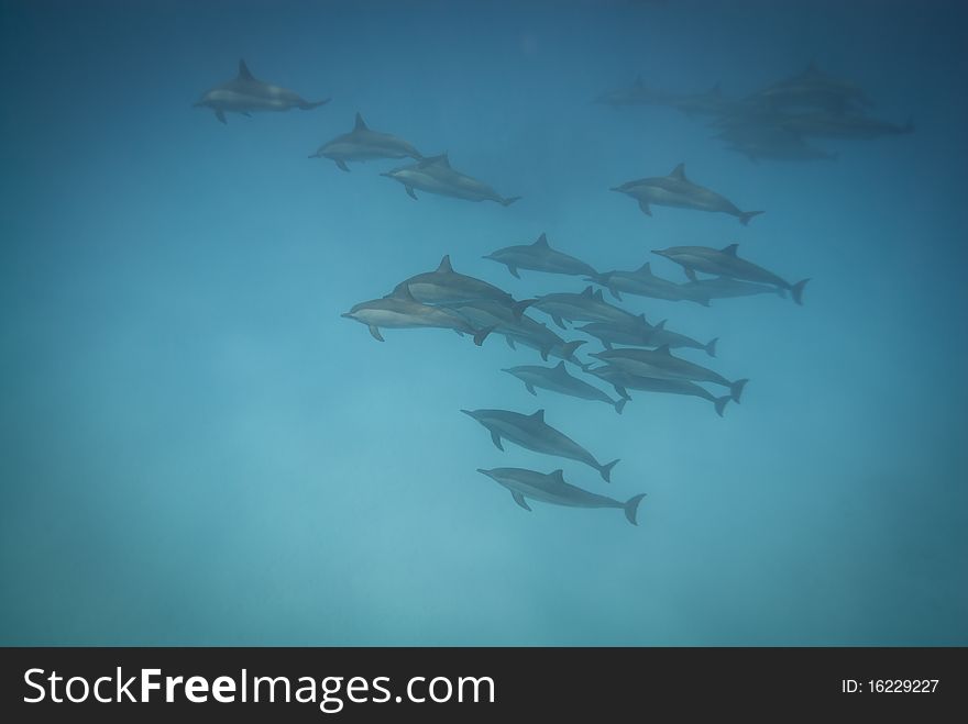 Schooling Spinner dolphins (Stenella longirostris). Sataya, Southern Red Sea, Egypt. Schooling Spinner dolphins (Stenella longirostris). Sataya, Southern Red Sea, Egypt.