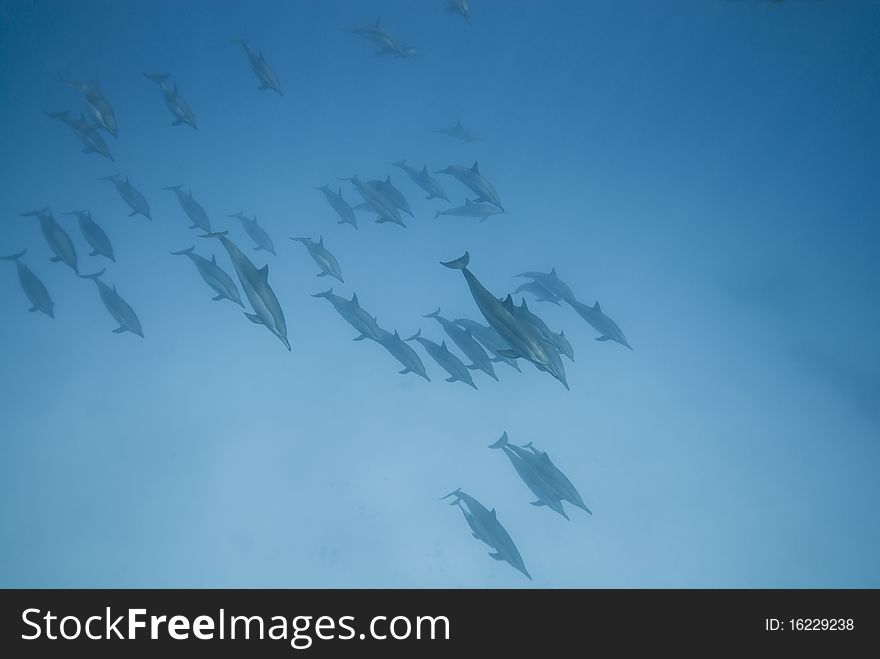 Schooling Wild Spinner Dolphins.