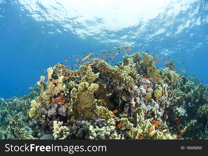 Colorful tropical coral scene in shallow water. Shaab Ohrob, Southern Red Sea, Egypt.