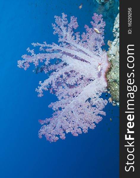Vibrant lilac soft coral on tropical coral reef.