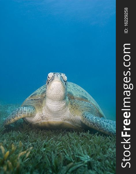 Adult Female Green Turtle On Seagrass, Front View.