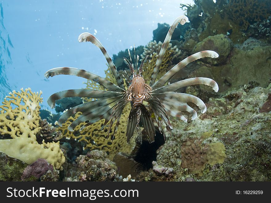 Common Lionfish showing-off its ornate fins.