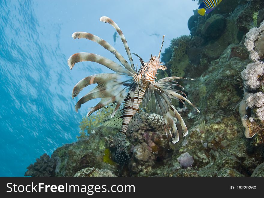 Common Lionfish (Pterois miles) showing-off its ornate fins. Ras Katy, Sharm el Sheikh, Red Sea, Egypt. Common Lionfish (Pterois miles) showing-off its ornate fins. Ras Katy, Sharm el Sheikh, Red Sea, Egypt.