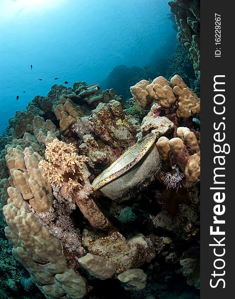 Metal Bowl Left Underwater, Resting On A Reef.