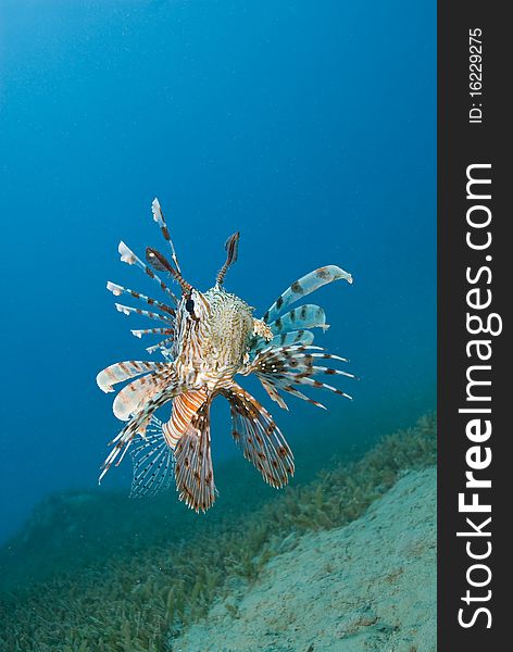 Common lionfish hovering close to the seabed.