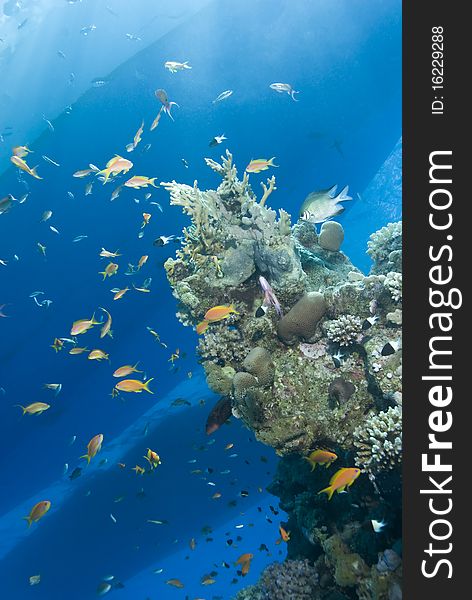 Underwater view of boat sihouettes with tropical coral reef in the foreground. Temple, Sharm el Sheikh, Red Sea, Egypt. Underwater view of boat sihouettes with tropical coral reef in the foreground. Temple, Sharm el Sheikh, Red Sea, Egypt.