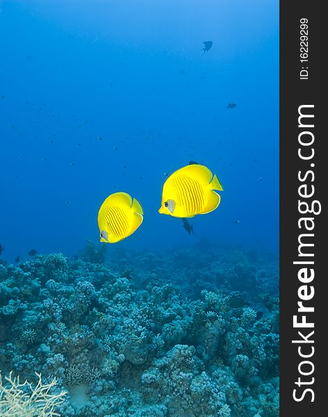 A couple of masked Butterflyfish (Chaetodon semilarvatus) against a blue background. Ras Katy, Sharm el Sheikh, Red Sea, Egypt. A couple of masked Butterflyfish (Chaetodon semilarvatus) against a blue background. Ras Katy, Sharm el Sheikh, Red Sea, Egypt.