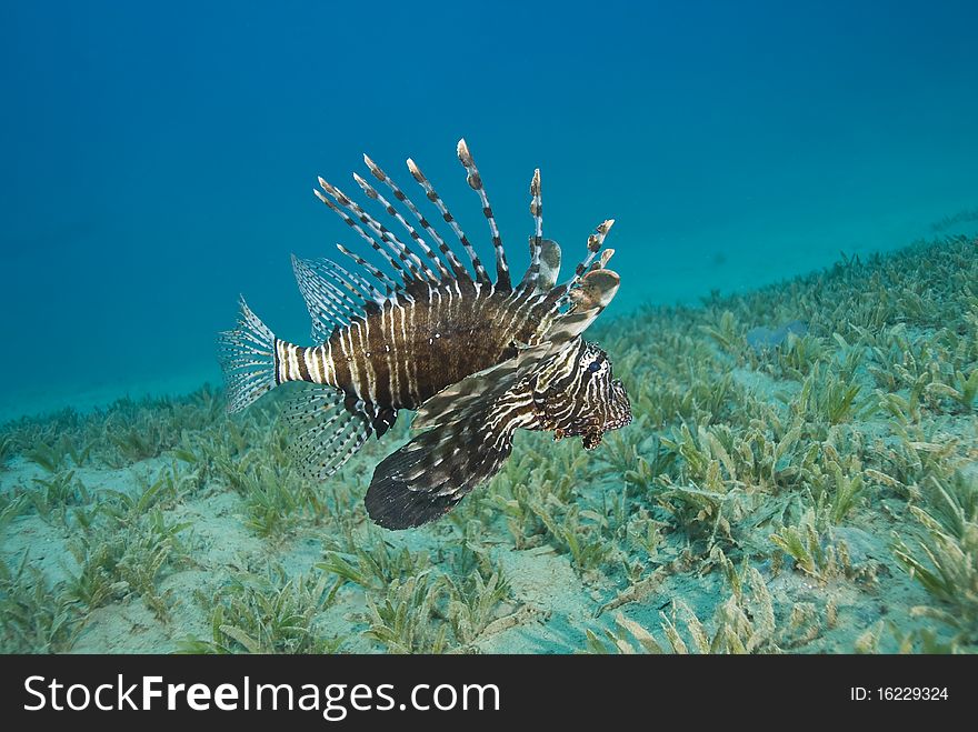 Common lionfish (Pterois miles) hovering close to the seabed. Naama Bay, Sharm el Sheikh, Red Sea, Egypt. Common lionfish (Pterois miles) hovering close to the seabed. Naama Bay, Sharm el Sheikh, Red Sea, Egypt.