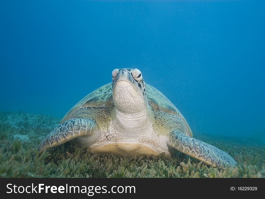 Adult Female Green Turtle On Seagrass, Front View.