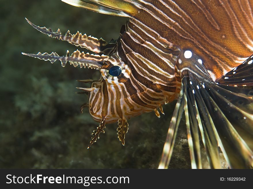 Close-up of a Common lionfish.