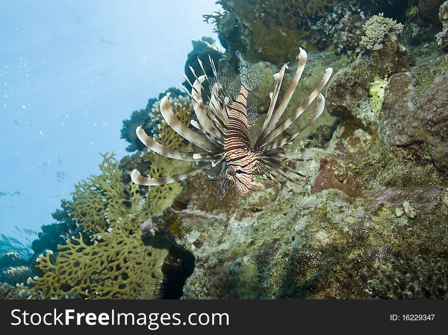 Common Lionfish (Pterois miles) on a tropical coral reef. Ras Katy, Sharm el Sheikh, Red Sea, Egypt. Common Lionfish (Pterois miles) on a tropical coral reef. Ras Katy, Sharm el Sheikh, Red Sea, Egypt.