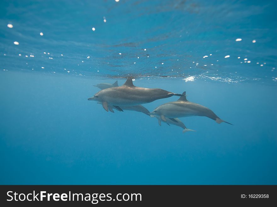 Swimming wild Spinner dolphins (Stenella longirostris). Sataya, Southern Red Sea, Egypt. Swimming wild Spinner dolphins (Stenella longirostris). Sataya, Southern Red Sea, Egypt.