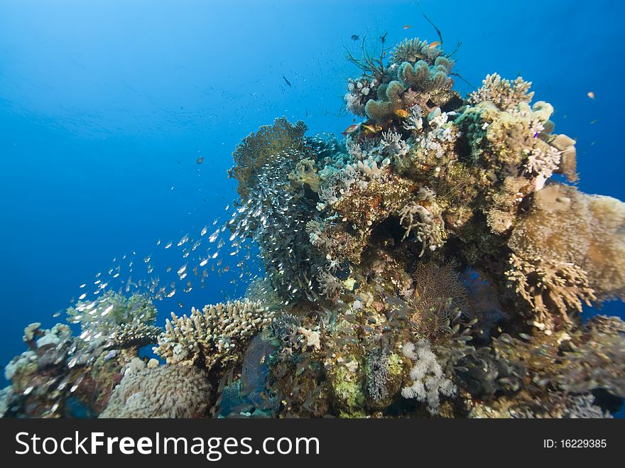 Tropical Coral Reef With Small School Of Glassfish