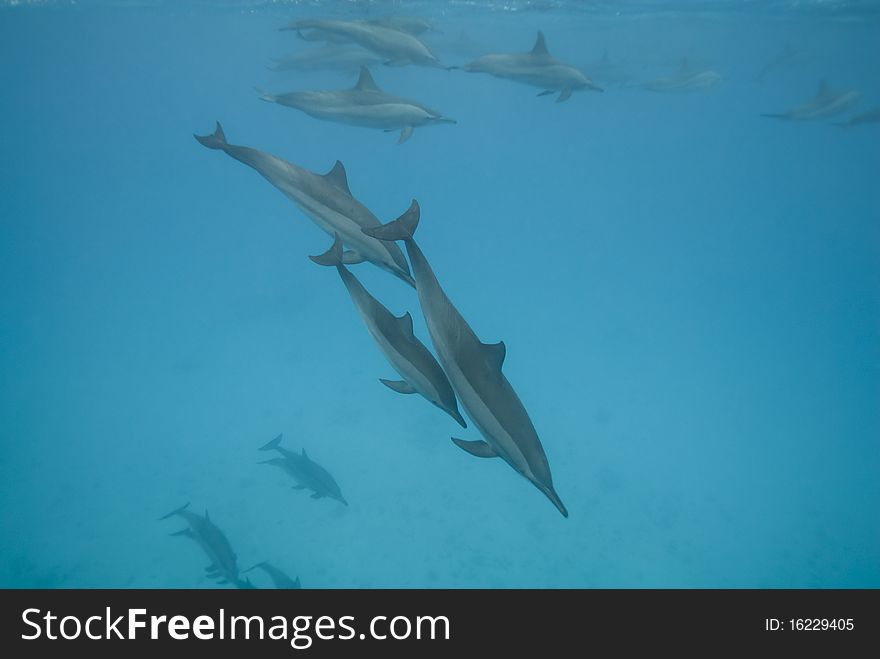 Swimming Wild Spinner Dolphins.