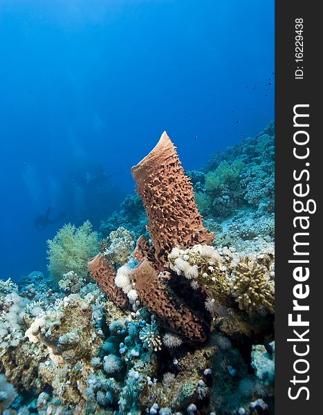 Prickly tube sponge (Callyspongia crassa) with scuba diver in the background. Temple, Sharm el Sheikh, Red Sea, Egypt. Prickly tube sponge (Callyspongia crassa) with scuba diver in the background. Temple, Sharm el Sheikh, Red Sea, Egypt.