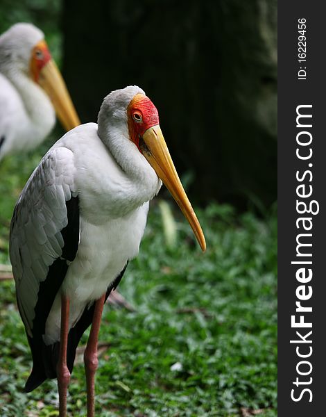 A close up of a stork at a bird park. A close up of a stork at a bird park