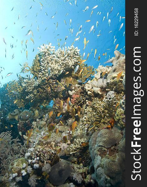 A colorful and vibrant tropical coral reef scene with Lyretail anthias. Ras Katy, Sharm el Sheikh, Red Sea, Egypt. A colorful and vibrant tropical coral reef scene with Lyretail anthias. Ras Katy, Sharm el Sheikh, Red Sea, Egypt.