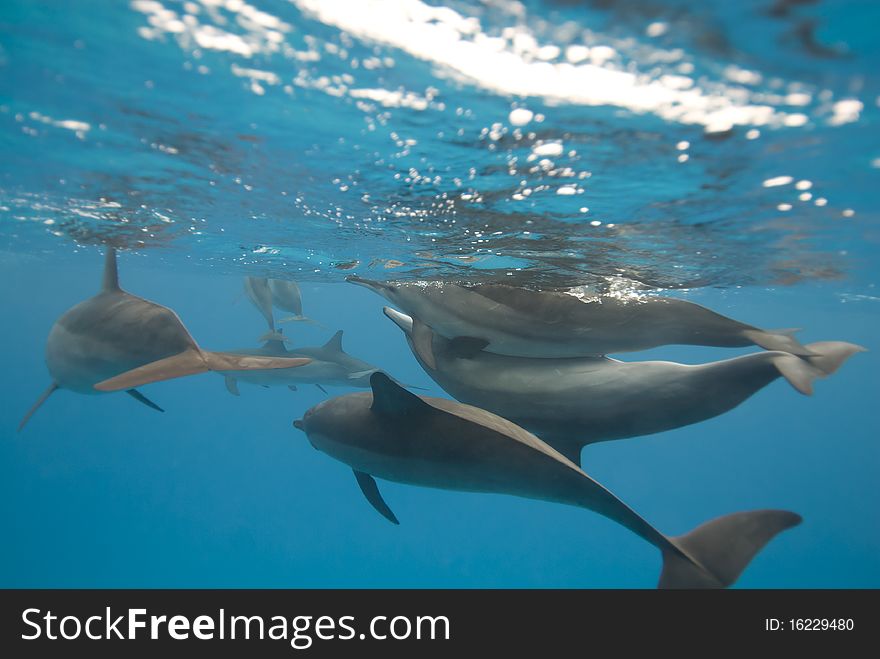 Mating wild Spinner dolphins.